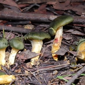 Cortinarius austrovenetus (Green Skinhead) at Paddys River, ACT - 11 Jun 2025 by TimL