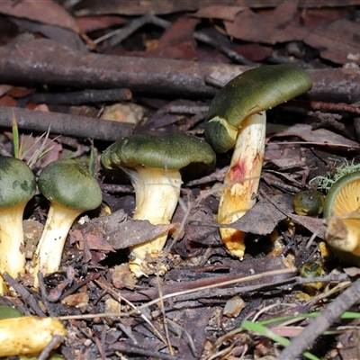 Cortinarius austrovenetus at Paddys River, ACT - 11 Jun 2025 by TimL