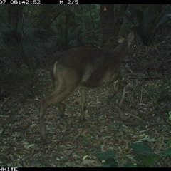 Cervidae (family) (Deer (unknown species)) at Kangaroo Valley, NSW - 7 Sep 2024 by don@kerrigan.net