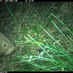 Vombatus ursinus (Common wombat, Bare-nosed Wombat) at Meryla, NSW - 21 Dec 2024 by ferg