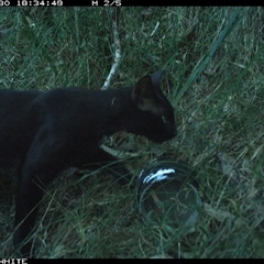 Felis catus at Meryla, NSW - 30 Dec 2024 06:34 PM