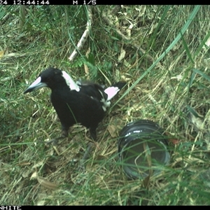 Gymnorhina tibicen (Australian Magpie) at Meryla, NSW - 24 Nov 2024 by ferg