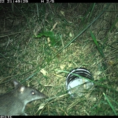 Perameles nasuta (Long-nosed Bandicoot) at Meryla, NSW - 22 Nov 2024 by ferg