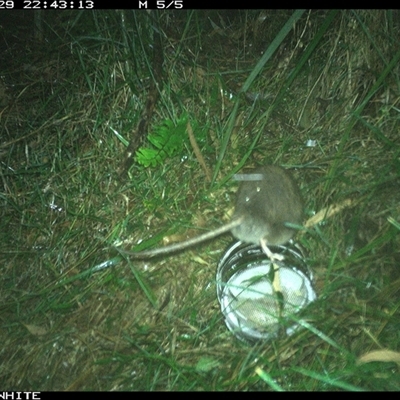 Rattus fuscipes (Bush Rat) at Meryla, NSW - 29 Nov 2024 by ferg