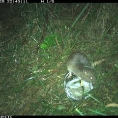 Rattus fuscipes at Meryla, NSW - 29 Nov 2024 10:43 PM