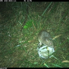 Rattus fuscipes at Meryla, NSW - 29 Nov 2024 10:43 PM