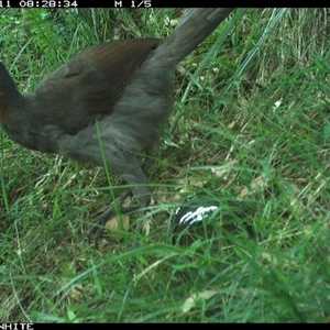 Menura novaehollandiae (Superb Lyrebird) at Meryla, NSW - 11 Dec 2024 by ferg