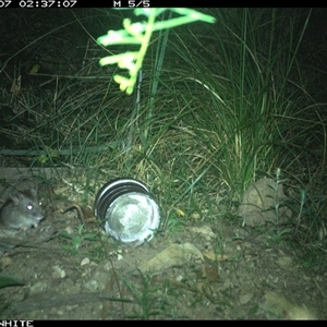 Rattus fuscipes (Bush Rat) at Meryla, NSW - 7 Nov 2024 by ferg