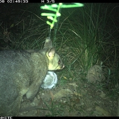 Trichosurus vulpecula (Common Brushtail Possum) at Meryla, NSW - 8 Nov 2024 by ferg