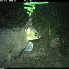 Trichosurus vulpecula at Meryla, NSW - 8 Nov 2024 02:49 AM