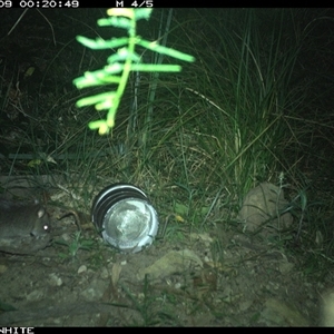 Rattus fuscipes (Bush Rat) at Meryla, NSW - 9 Nov 2024 by ferg