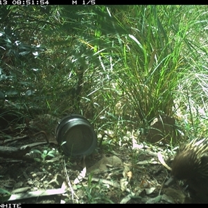 Tachyglossus aculeatus (Short-beaked Echidna) at Meryla, NSW - 13 Nov 2024 by ferg