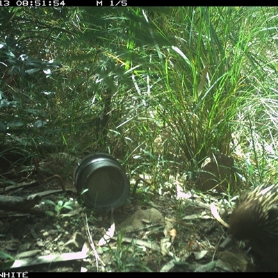 Tachyglossus aculeatus (Short-beaked Echidna) at Meryla, NSW - 13 Nov 2024 by ferg