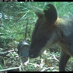 Wallabia bicolor (Swamp Wallaby) at Meryla, NSW - 20 Nov 2024 by ferg