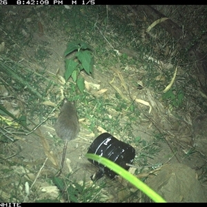 Rattus fuscipes (Bush Rat) at Meryla, NSW - 26 Nov 2024 by ferg