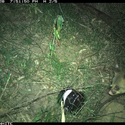 Trichosurus vulpecula (Common Brushtail Possum) at Meryla, NSW - 28 Dec 2024 by ferg