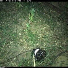 Trichosurus vulpecula at Meryla, NSW - 28 Dec 2024 07:51 PM