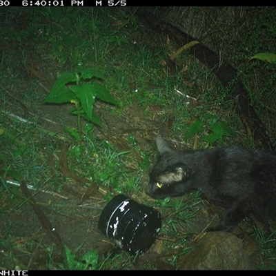 Felis catus (Feral Cat) at Meryla, NSW - 30 Nov 2024 by ferg