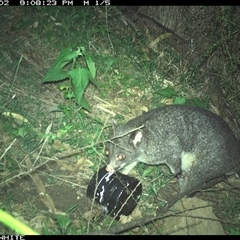 Trichosurus cunninghami (Mountain Brushtail Possum, Southern Bobuck) at Meryla, NSW - 2 Dec 2024 by ferg