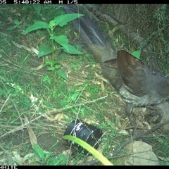 Menura novaehollandiae (Superb Lyrebird) at Meryla, NSW - 5 Dec 2024 by ferg