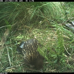 Tachyglossus aculeatus (Short-beaked Echidna) at Meryla, NSW - 28 Oct 2024 by ferg