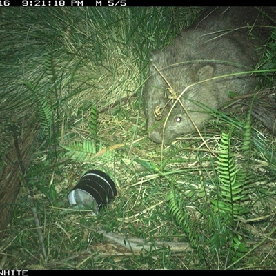 Vombatus ursinus (Common wombat, Bare-nosed Wombat) at Meryla, NSW - 16 Nov 2024 by ferg