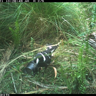 Gymnorhina tibicen (Australian Magpie) at Meryla, NSW - 21 Nov 2024 by ferg