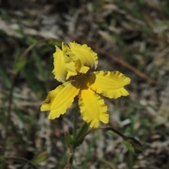 Goodenia paradoxa (Spur Goodenia) at Kowen, ACT - 26 Oct 2024 by MichaelBedingfield
