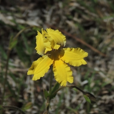 Goodenia paradoxa (Spur Goodenia) at Kowen, ACT - 26 Oct 2024 by MichaelBedingfield