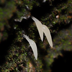 Mucronella sp. at Paddys River, ACT - 11 Jun 2025 by TimL