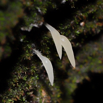Mucronella sp. at Paddys River, ACT - 11 Jun 2025 by TimL