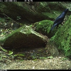 Ptilonorhynchus violaceus (Satin Bowerbird) at Brogo, NSW - 11 Sep 2024 by Silverware