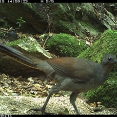 Menura novaehollandiae (Superb Lyrebird) at Brogo, NSW - 15 Nov 2024 by Silverware