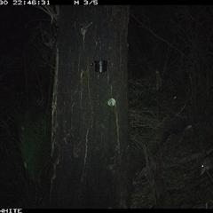Perameles nasuta (Long-nosed Bandicoot) at Kangaroo Valley, NSW - 30 Sep 2024 by maureenbell