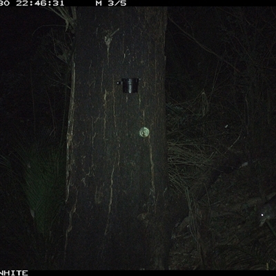 Perameles nasuta (Long-nosed Bandicoot) at Kangaroo Valley, NSW - 30 Sep 2024 by maureenbell