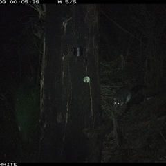 Trichosurus cunninghami at Kangaroo Valley, NSW - 3 Oct 2024 12:05 AM