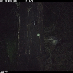 Trichosurus cunninghami at Kangaroo Valley, NSW - 3 Oct 2024 12:05 AM