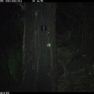 Vombatus ursinus (Bare-nosed Wombat) at Kangaroo Valley, NSW - 5 Oct 2024 by maureenbell