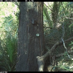 Tachyglossus aculeatus (Short-beaked Echidna) at Kangaroo Valley, NSW - 6 Oct 2024 by maureenbell