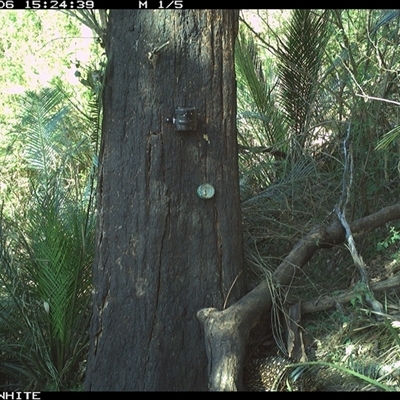 Tachyglossus aculeatus (Short-beaked Echidna) at Kangaroo Valley, NSW - 6 Oct 2024 by maureenbell