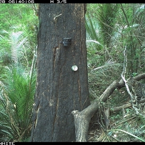 Felis catus (Feral Cat) at Kangaroo Valley, NSW - 28 Oct 2024 by maureenbell