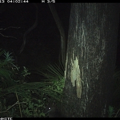 Wallabia bicolor (Swamp Wallaby) at Kangaroo Valley, NSW - 13 Oct 2024 by maureenbell