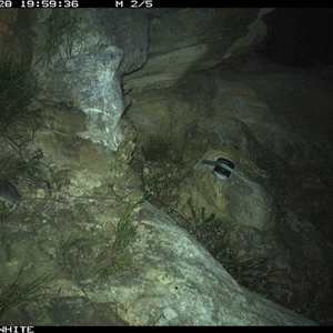 Rattus fuscipes (Bush Rat) at Kangaroo Valley, NSW - 28 Oct 2024 by maureenbell