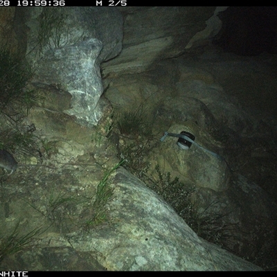 Rattus fuscipes (Bush Rat) at Kangaroo Valley, NSW - 28 Oct 2024 by maureenbell
