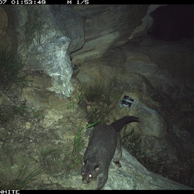 Trichosurus cunninghami (Mountain Brushtail Possum, Southern Bobuck) at Kangaroo Valley, NSW - 7 Nov 2024 by maureenbell