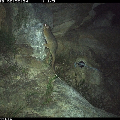 Pseudocheirus peregrinus (Common Ringtail Possum) at Kangaroo Valley, NSW - 13 Nov 2024 by maureenbell