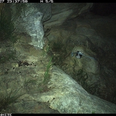 Rattus fuscipes (Bush Rat) at Kangaroo Valley, NSW - 27 Nov 2024 by maureenbell