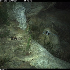 Rattus fuscipes (Bush Rat) at Kangaroo Valley, NSW - 27 Nov 2024 by maureenbell