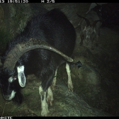 Capra hircus (Goat, Feral Goat) at Kangaroo Valley, NSW - 13 Nov 2024 by maureenbell