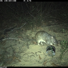Perameles nasuta (Long-nosed Bandicoot) at Budgong, NSW - 6 Oct 2024 by gabrielle.paterson